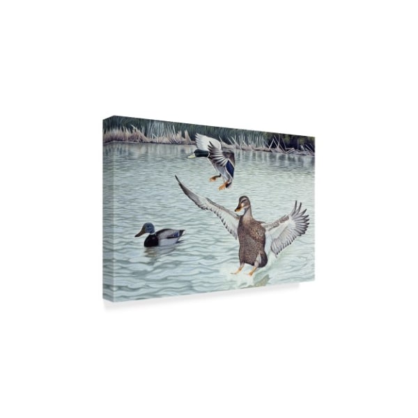 Rusty Frentner 'Decoyed Ducks' Canvas Art,16x24